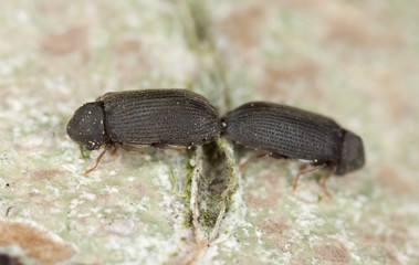 Wood living beetles mating