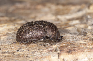 Stag beetle (Aesalus scarabaeoides)