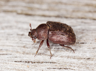 Stag beetle (Aesalus scarabaeoides)