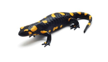 salamander