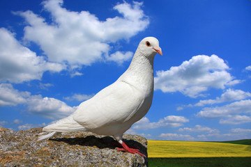 Single white rock dove perched on a ledge overlooking farmland