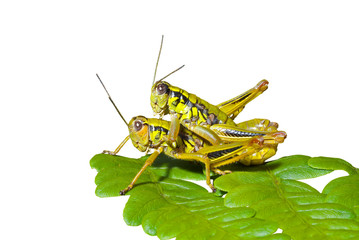 Grasshoppers on leaf 3