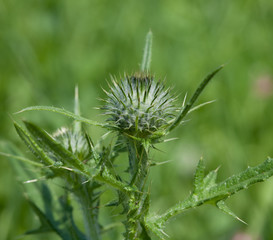 Spiny plumeless thistle