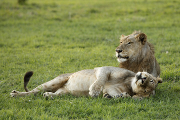 Lion