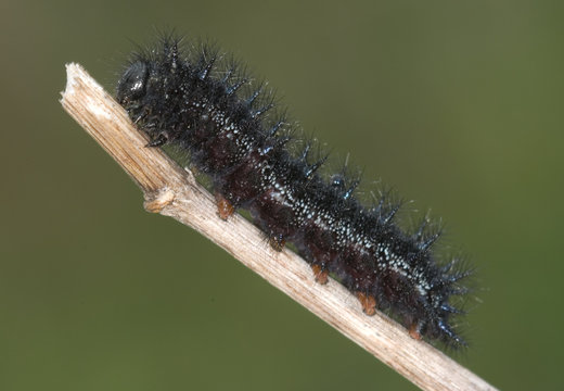 Oruga de aurinia