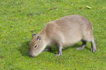 Capybara