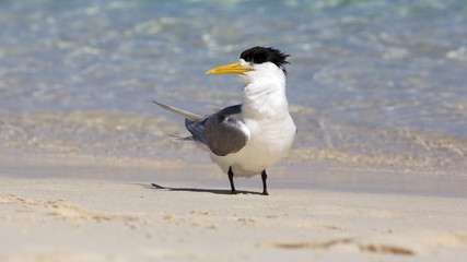Crested Tern