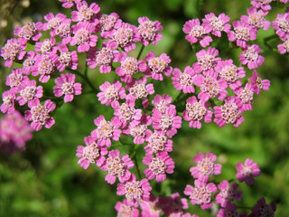 Pink Yarrow (Achillea), family Asteraceae