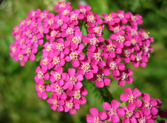 Pink Yarrow (Achillea), family Asteraceae