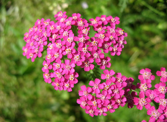 Pink Yarrow (Achillea), family Asteraceae