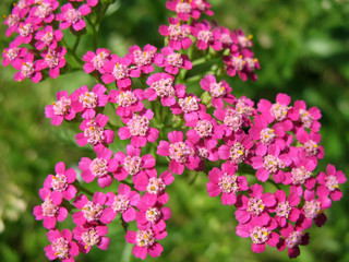 Pink Yarrow (Achillea), family Asteraceae
