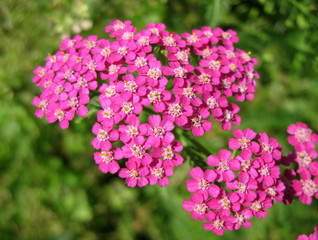 Pink Yarrow (Achillea), family Asteraceae