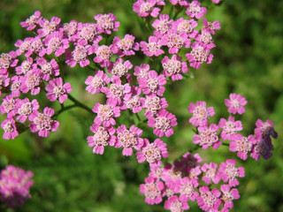Pink Yarrow (Achillea), family Asteraceae
