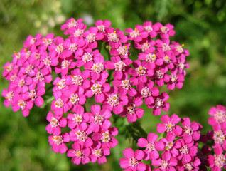 Pink Yarrow (Achillea), family Asteraceae
