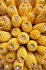 Fototapeta na wymiar harvest corn