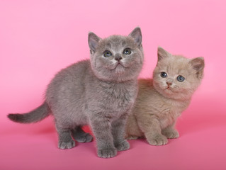 Fototapeta na wymiar Purple and blue British shorthair kittens in pink.