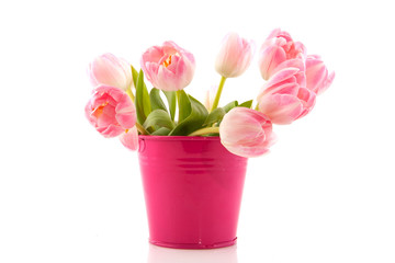 Pink spring tulips