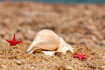 Shells and starfishes at the beach