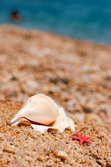 Shells and starfishes at the beach