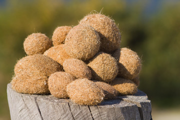 boules d'algues mortes