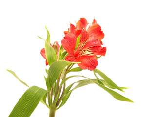 Alstroemeria