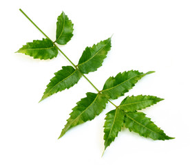 Herbal neem leaves