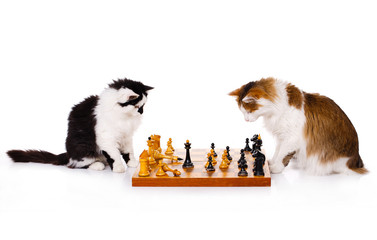 Two cats playing chess