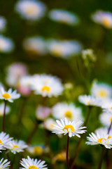 Daisies in a meadow