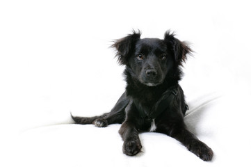 Fototapeta premium aufmerksame kleine schwarze Hündin