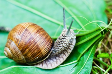 snail