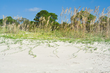 Sea Oat Grass Beach Dunes Hilton Head, South Carolina, USA