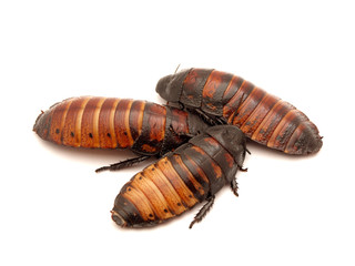 Madagascar cockroaches
