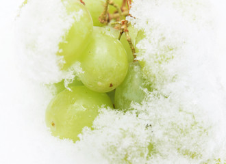 Grapes on snow