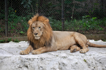 Obraz na płótnie Canvas Lion Male