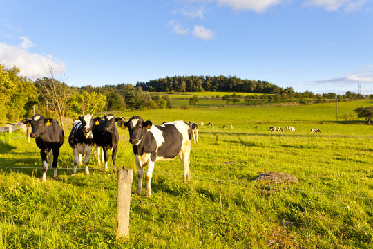 Cows in a meadow, summer, sunny weather