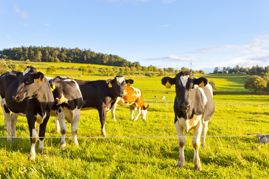 Cows in a meadow, summer, sunny weather