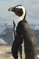 African Penguin (Spheniscus demersus)