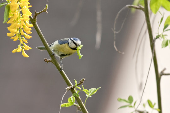 Cyanistes caeruleus - M&eacute;sange bleue - Blue Tit