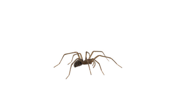 Tegenaria domestica