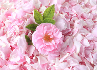 tea-rose petals on the background