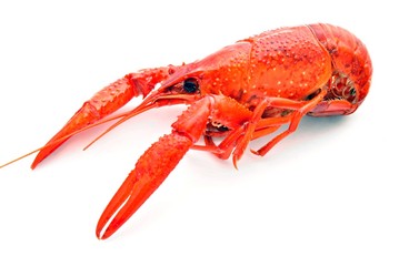 Cangrejo de rio