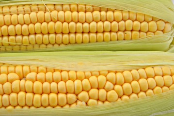 Mazorcas de maiz