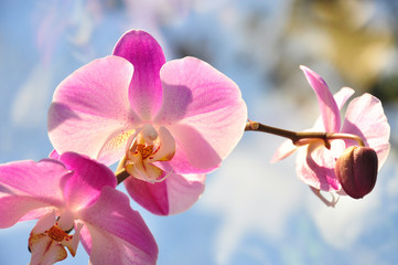 Liebliche Orchidee