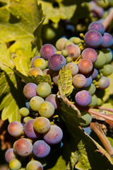 Grapes on vine