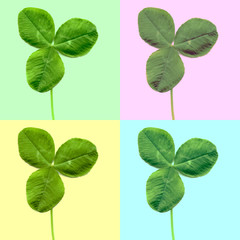 Shamrock clover leaf