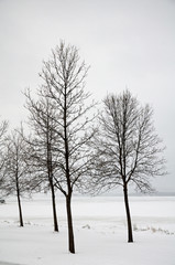 Snowy landscape with trees