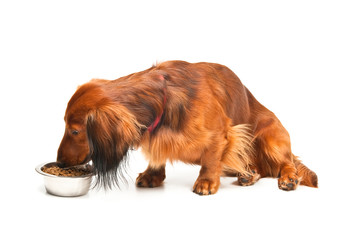 Dachshund eating from bowl over white