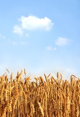 Wheaten field