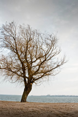 Tree on a beach