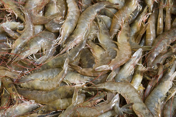 Shrimp stock